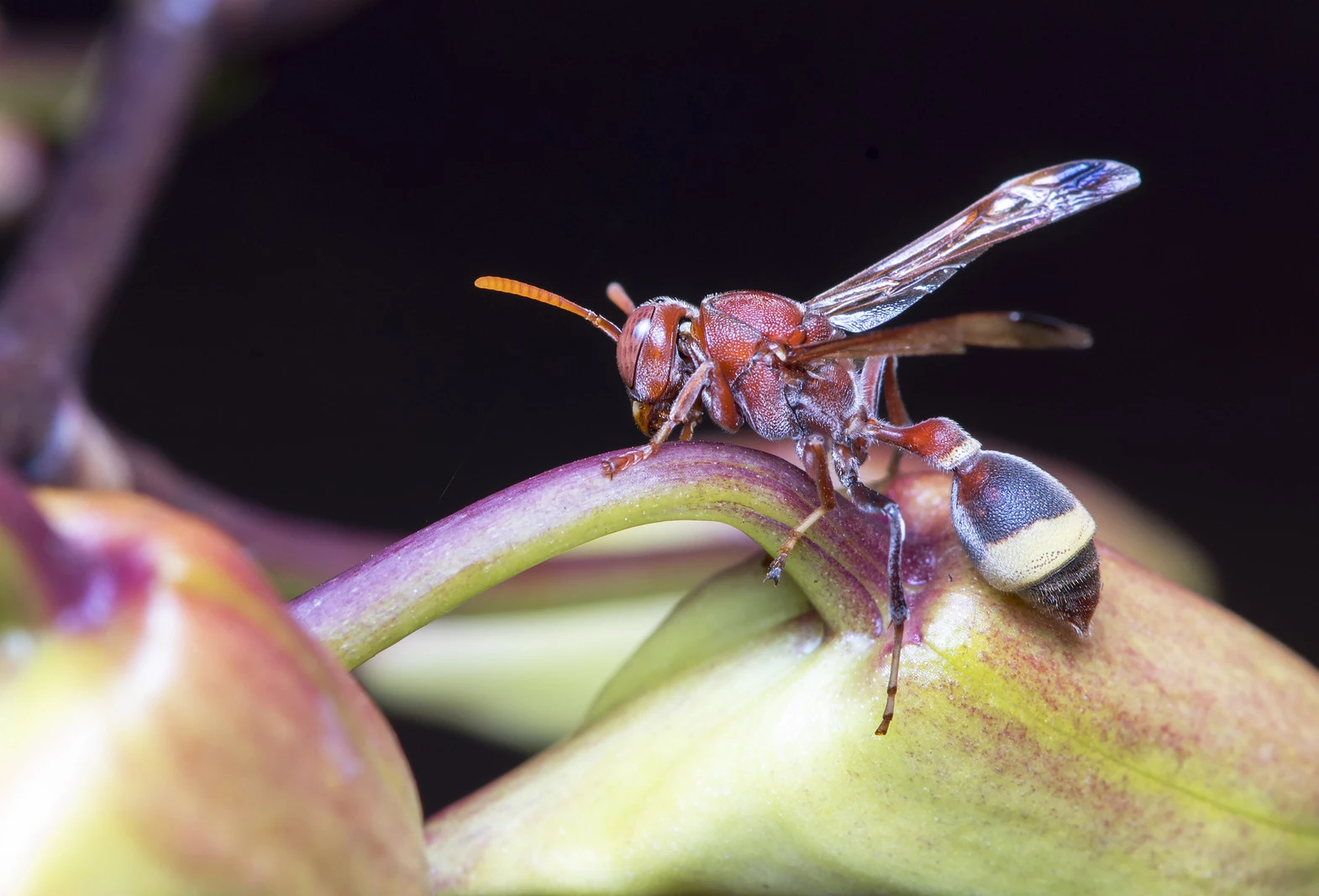 Natural insect