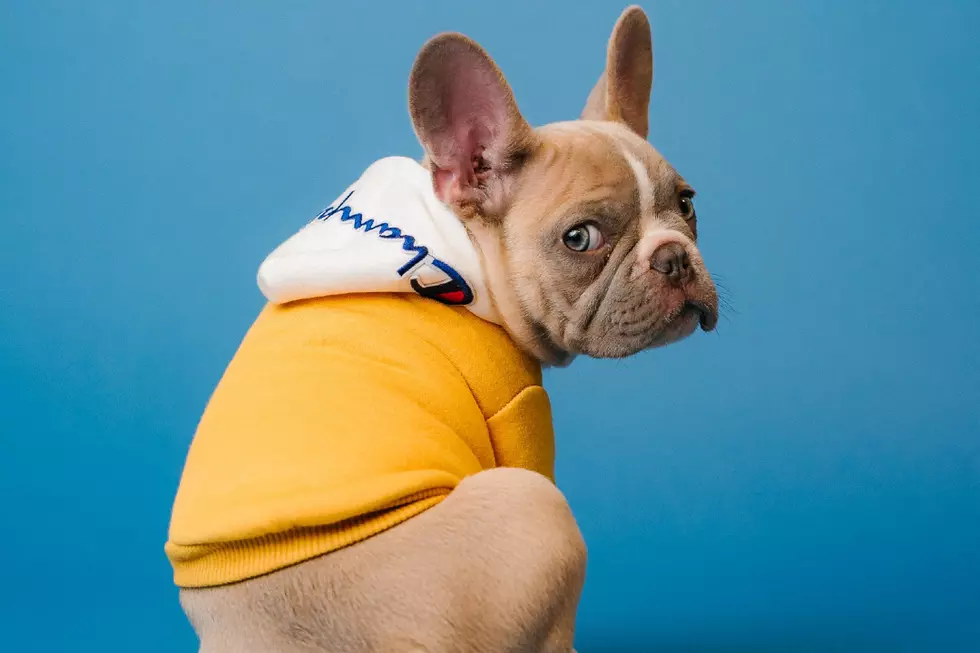 Woman Shamed After Giving Rescue Dog ‘Offensive’ Pandemic-Related Name