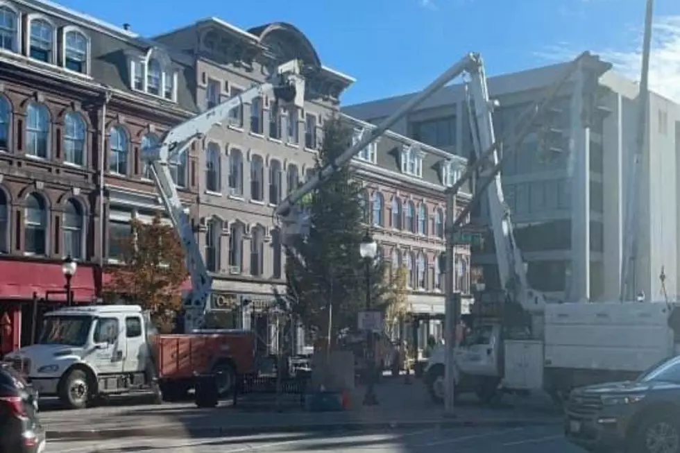 Bangor Holiday Tree Arrives Tuesday in West Market Square