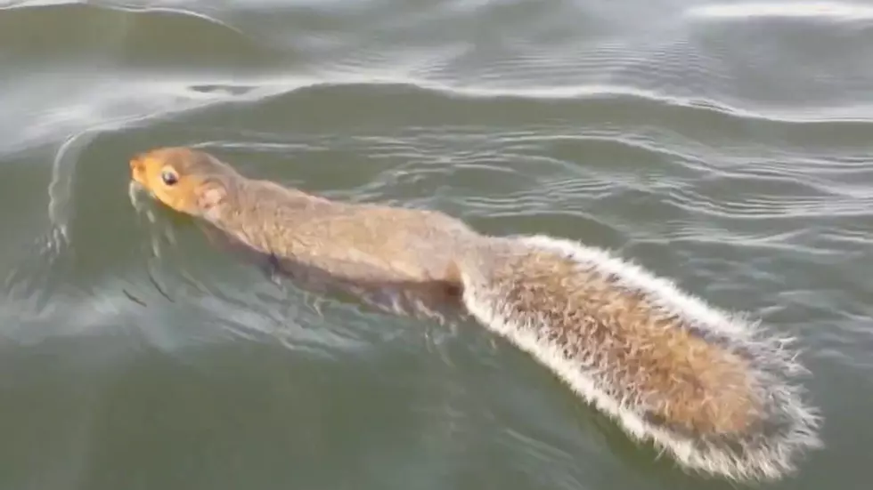 Look! It’s A Squirrel Swimming From Maine To New Hampshire