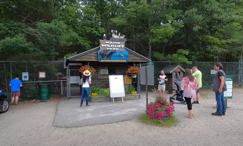 ROAD TRIP: Maine Wildlife Park Opens For The Season April 14