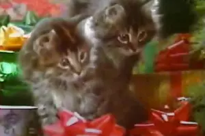 Related: Meow! The Bangor Savings Bank 'Christmas Kittens' Ad