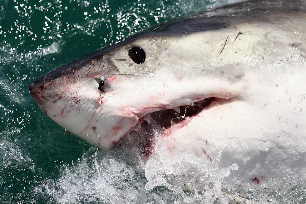 Celebrate Shark Week ‘Maine Style’ With 10 That Can Be Found Here