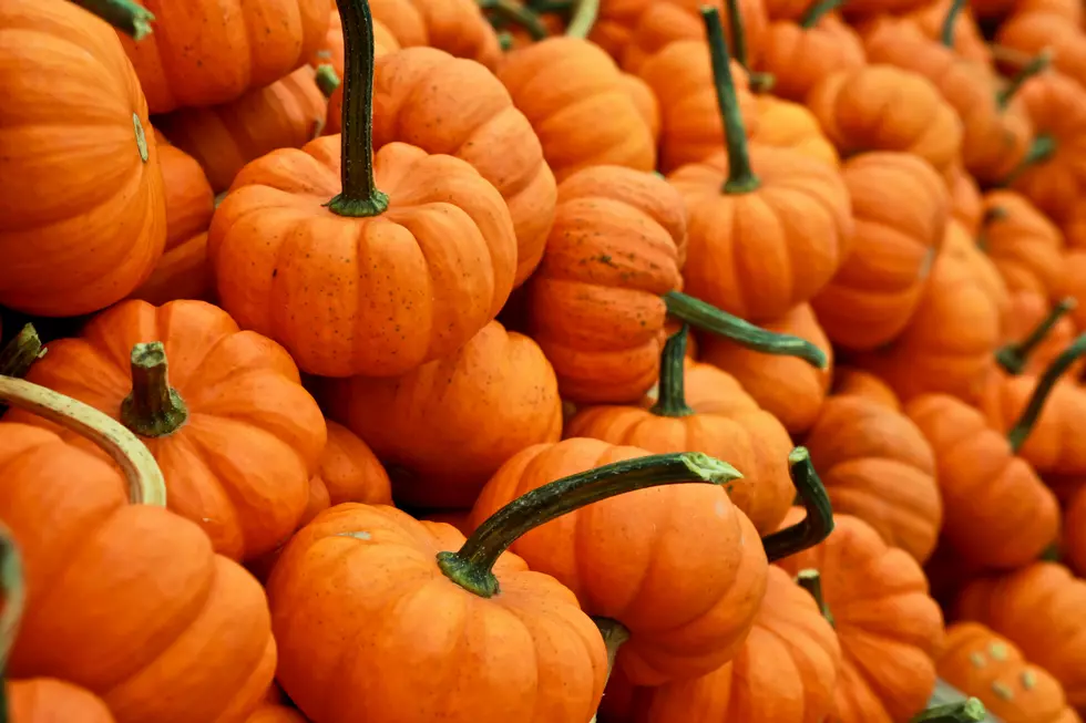 Ride ‘The Pumpkin Express’ With Belfast & Moosehead Lake Railroad