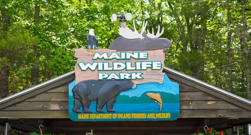 ROAD TRIP: Maine Wildlife Park Opens For The Season This Month