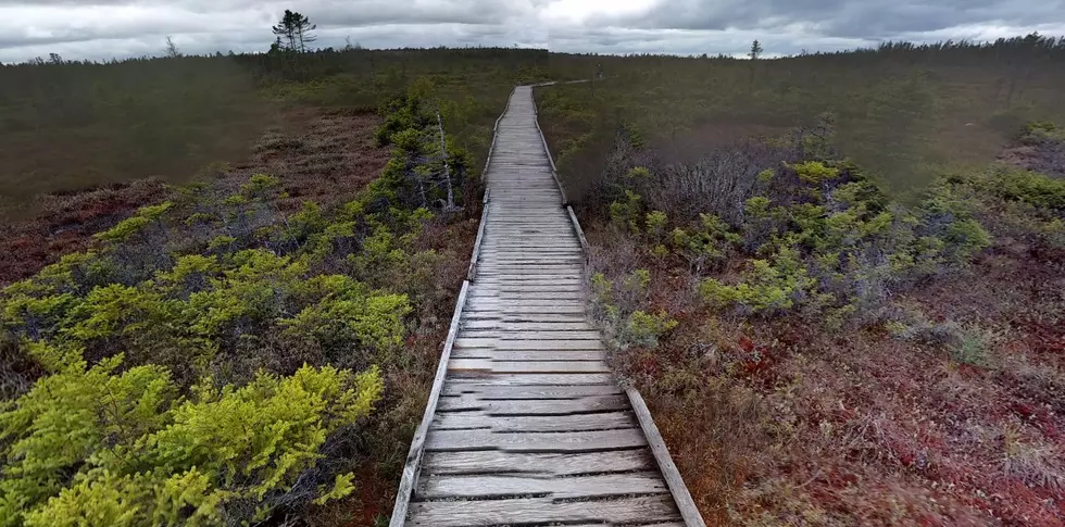 The Orono, Maine Bog Boardwalk Will Open Next Week