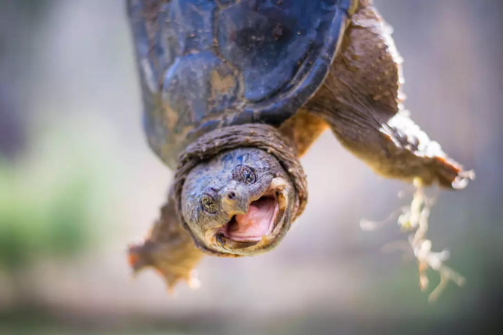 Have You Ever Seen Two Snapping Turtles Battle It Out In the Water?