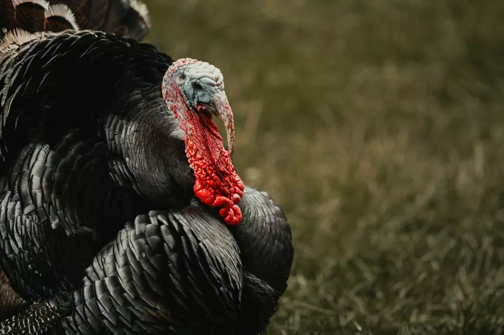 Mainers Beware: Wild Turkeys on the Loose and Causing Havoc