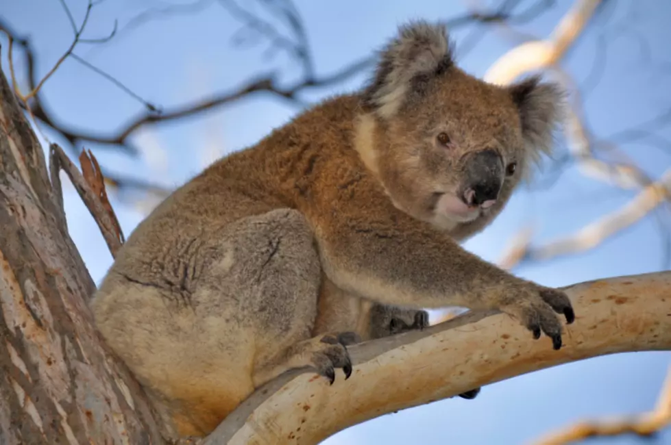 Maine Crafters Make Pouches, Nests, & More For Australia Animals