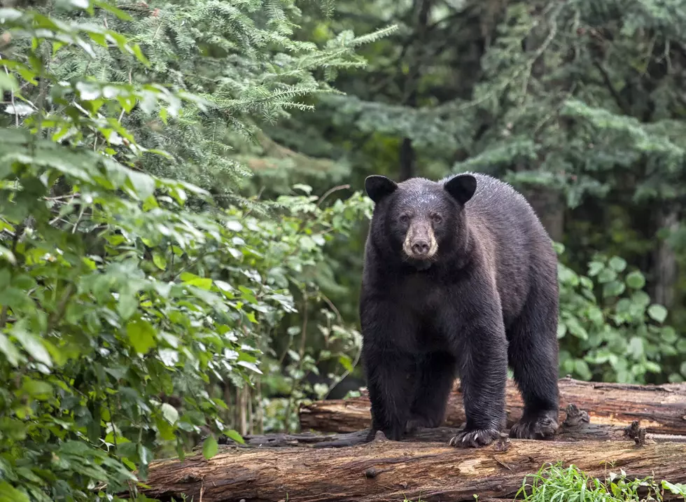 Man Shares Wild Story About Family Dog Saving Them From Potential Black Bear Attack In Maine