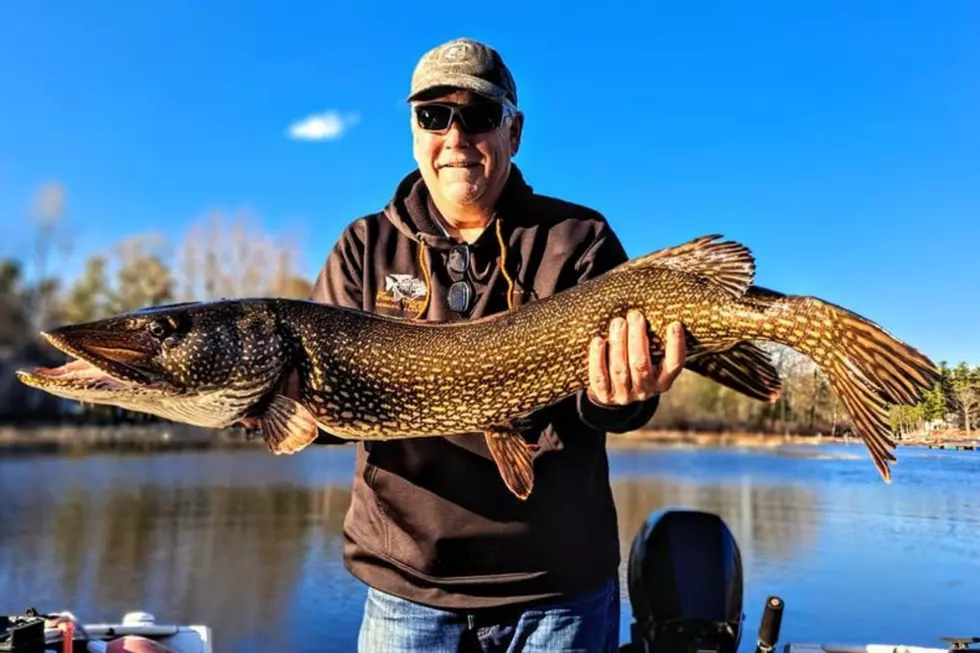 Enormous River Monster of a Fish Caught in Maine is a Wild Sight
